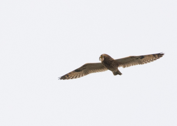 Short-eared Owl - Asio flammeus