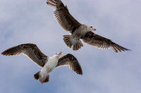 Western Gull - Larus occidentalis