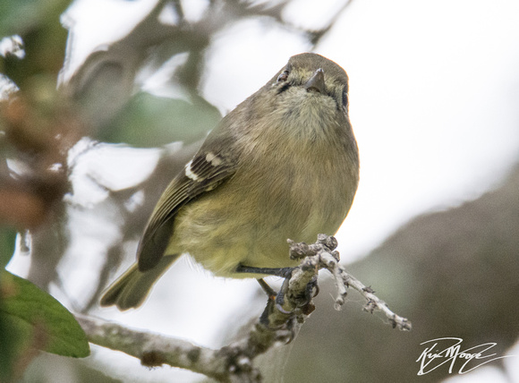 Hutton's Vireo - Vireo huttoni