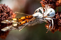 Whitebanded crab spider - Misumena formosipes eating West coast lady - Vanessa annabella