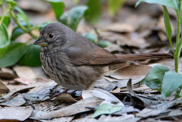 Fox Sparrow - Passerella iliaca