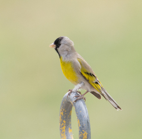 Lawrence's Goldfinch- Spinus lawrencei