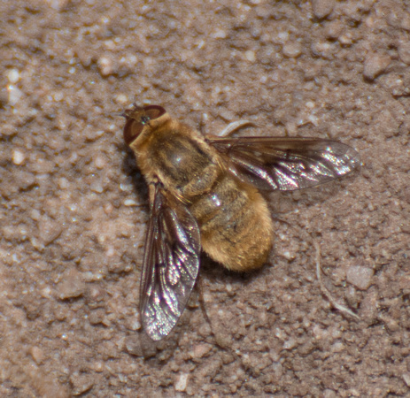 Paravilla sp.?