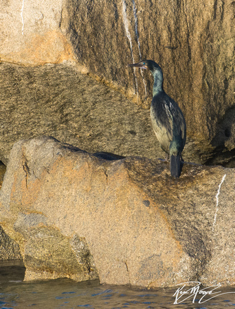 Brandt's Cormorant - Phalacrocorax penicillatus