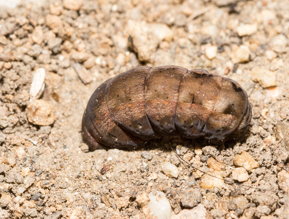 Western Yellowstriped Armyworm - Spodoptera praefica