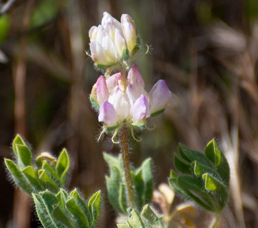 Chick Lupine - Lupinus microcarpus