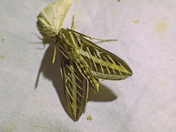 White-lined sphinx - Hyles lineata