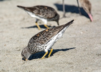 Surfbird - Calidris virgata