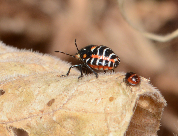 Murgantia histronica  (nymph) and Bagrada hilaris (nymph)