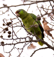 Lilac-crowned Parrot - Amazona finschi