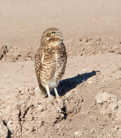 Burrowing Owl - Athene cunicularia