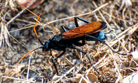 Tarantula Hawk - Pepsis mildei