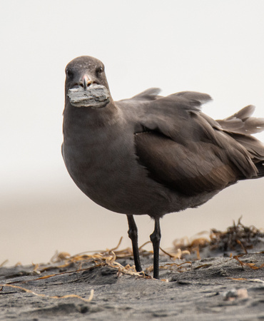 Heerman's Gull - Larus heermanni