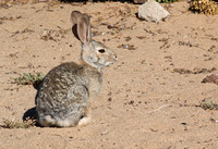 Southern desert cottontail  - Sylvilagus audubonnii arizonae