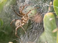 Grass spider - Agelenopsis aperta