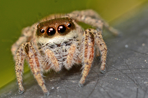 Jumping spider - Habronattus pyrrithrix