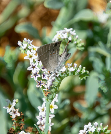 Gray hairstreak - Strymon melinus, Alkali heliotrope - Heliotropium curassavicum