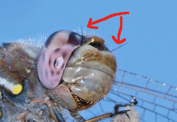 Setaceous -- bristle-like- Meadowhawk - Sympetrum corruptum