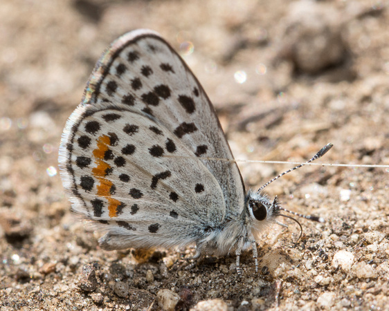 Bernardino Blue - Euphilotes bernardino
