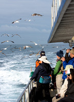 Pelagic Trip