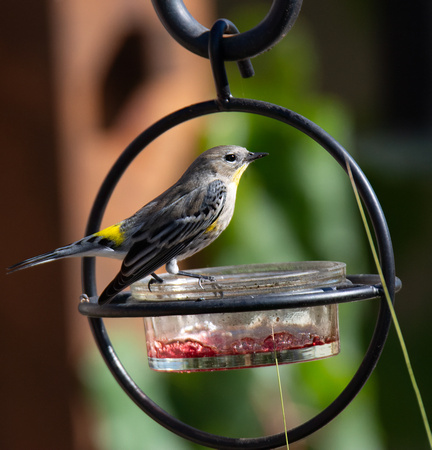 Yellow-rumped Warbler - Setophaga coronata