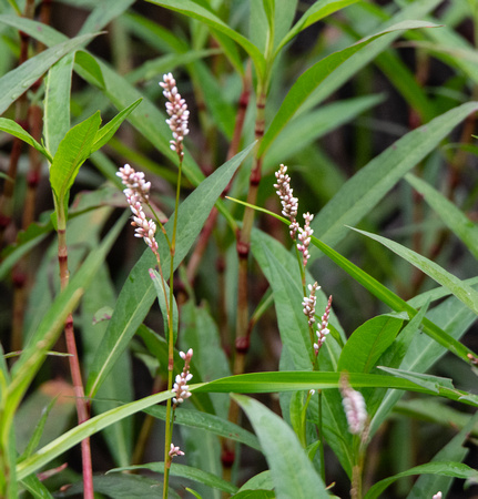 Knotweed - Persicaria sp.