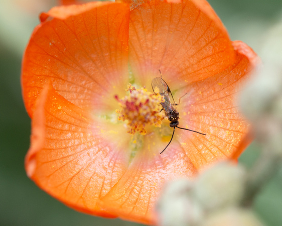 Braconid wasp  - unidentified sp.
