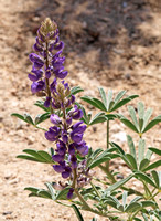 Lupine