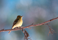 Western Flycatcher - Empidonax difficilis