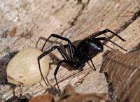 Western black widow - Latrodectus hesperus