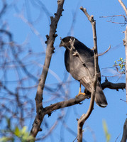 Sharp-shinned Hawk - Accipiter striatus