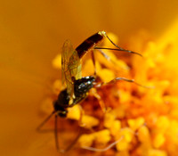 Ichneumon wasp 7 - Temelucha grapholithae