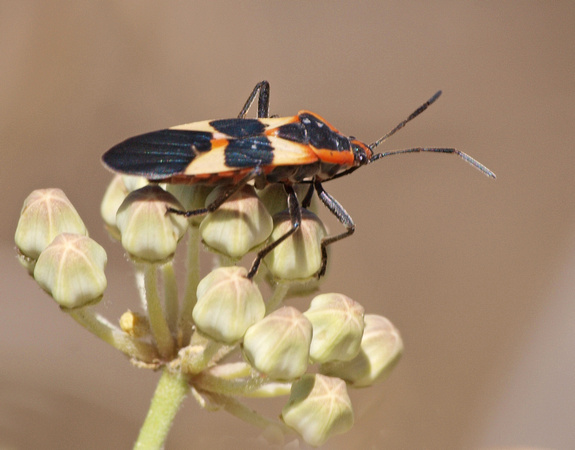 Large milkweed bug -Oncopeltus fasciatus