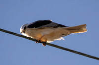 White-tailed Kite - Elanus leucurus