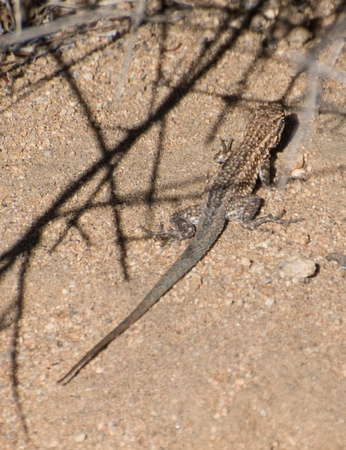 Side-blotched Lizard - Uta stansburiana