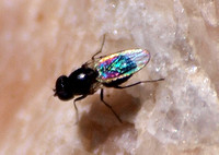 Unidentified tiny fly (1)