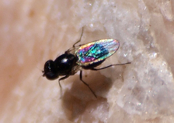 Unidentified tiny fly (1)