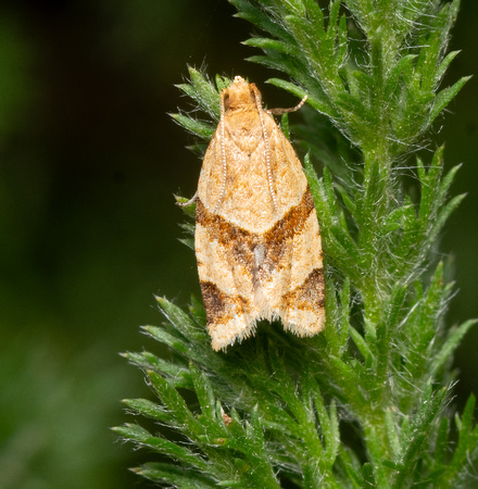 Garden tortirx - Clepsis peritana