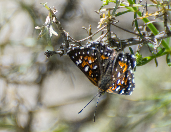 Behr's metalmark - Apodemia virgulti