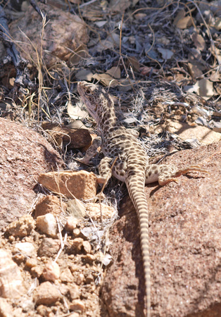Long-nosed Leopard Lizard -Gambelia wislizenii