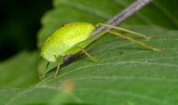 Angle-wing katydids -Microcentrum sp.