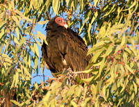 Turkey Vulture - Cathartes aura