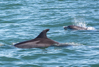 Common Bottlenose Dolphin - Tursiops truncatus