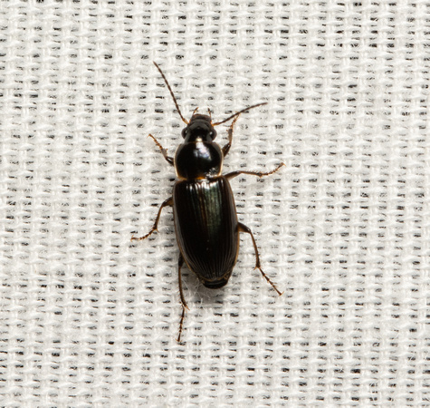 Carabid beetle - Stenolophus incultus