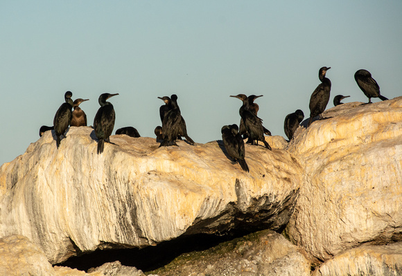 Brandt's Cormorant - Urile penicillatus