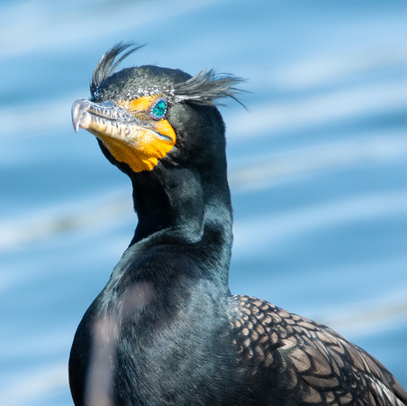 Double-crested Cormorant - Nannopterum auritus