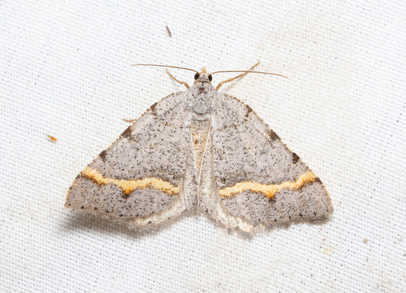 Geometer moth - Macaria austrinata