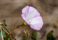 Field Bindweed - Convolvulus arvensis