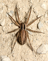 Wolf spider - Schizocosa mccooki