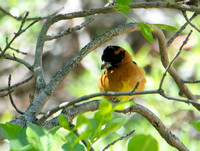 Black-headed Grosbeak - Pheucticus melanocephalus